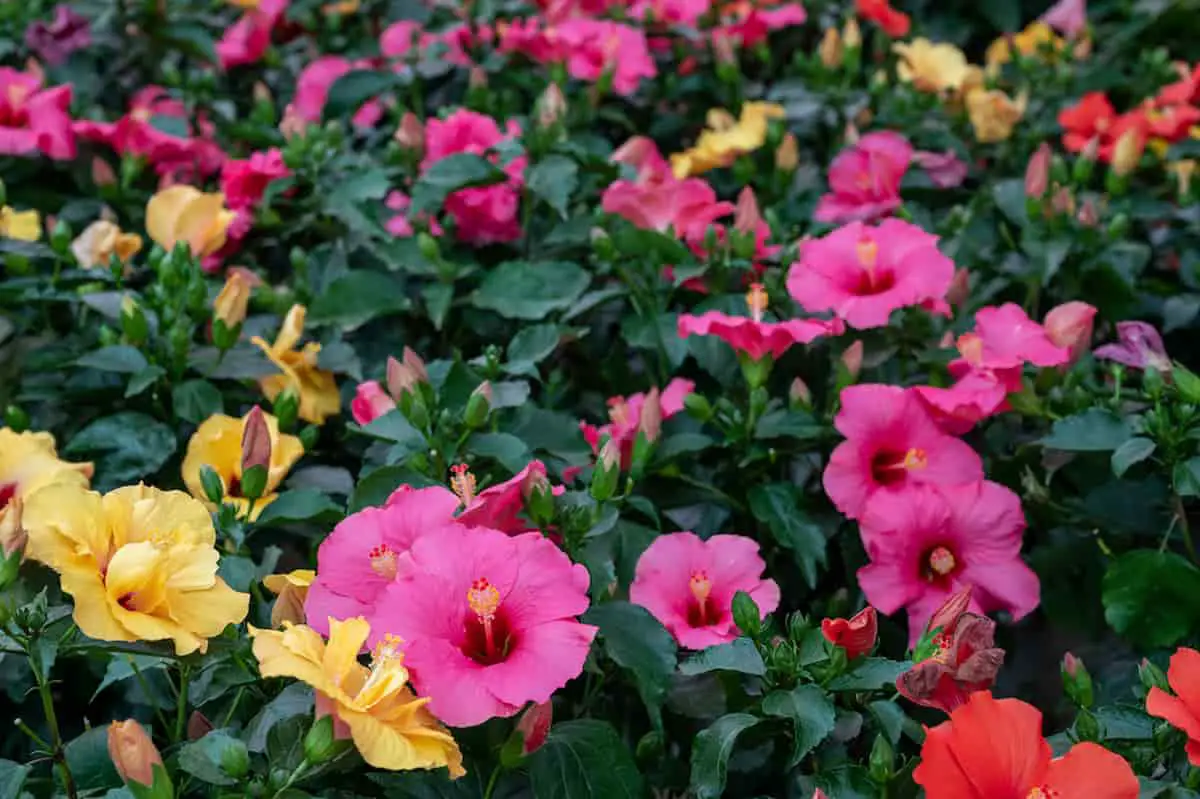 Does Aldi Sell Flowers Availability, Pricing & More! EverydayQuery