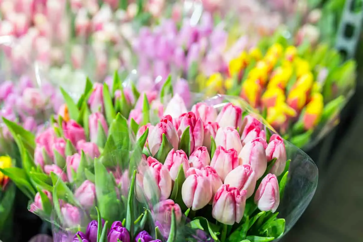 does-walmart-have-flowers-types-pricing-options-everydayquery
